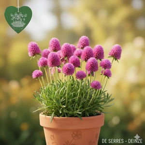 Armeria maritima 'Schöne von Fellbach' P9