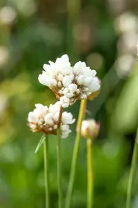 Ballerina White - afbeelding 5