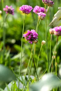 Ballerina Purple Rose - afbeelding 5