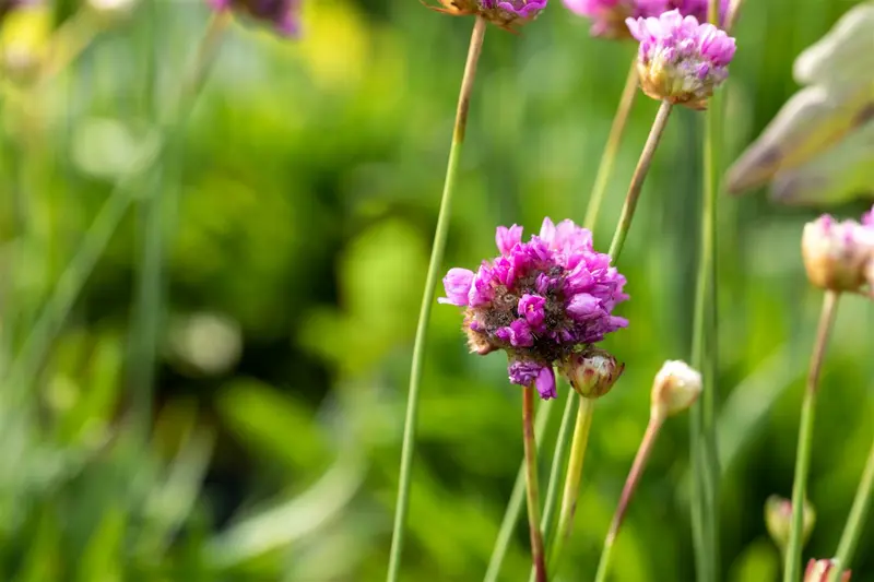Ballerina Purple Rose - afbeelding 6