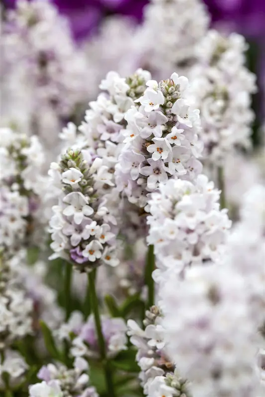 lavandula angustifolia aromatica silver -£ P10.5