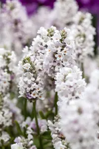 lavandula angustifolia aromatica silver -£ P10.5