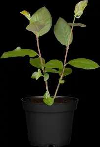 aronia melanocarpa (30- 50cm) - afbeelding 2