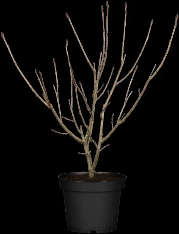 aronia melanocarpa (30- 50cm) - afbeelding 3