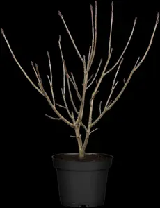 aronia melanocarpa (30- 50cm) - afbeelding 3