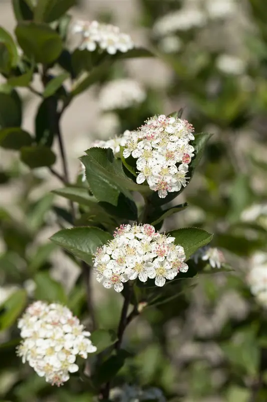 aronia melanocarpa (60- 90cm) - afbeelding 4