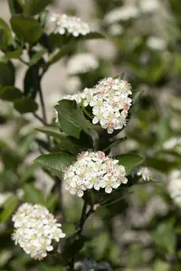 aronia melanocarpa (60- 90cm) - afbeelding 4