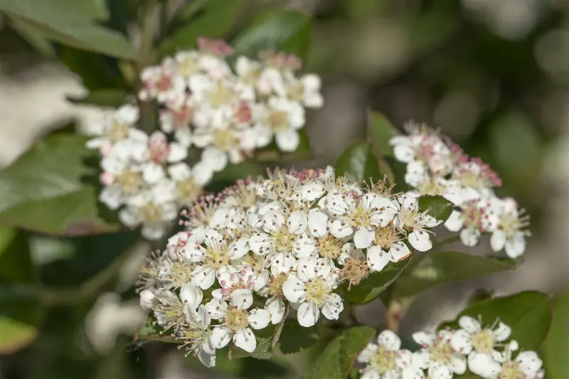 aronia melanocarpa (60- 90cm) - afbeelding 5