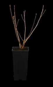 aronia melanocarpa (60- 90cm) - afbeelding 5