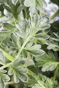 Artemisia absinthium C2