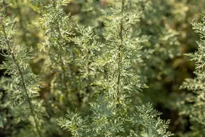 Artemisia absinthium C2 - afbeelding 4