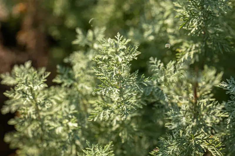 Artemisia absinthium C2 - afbeelding 5