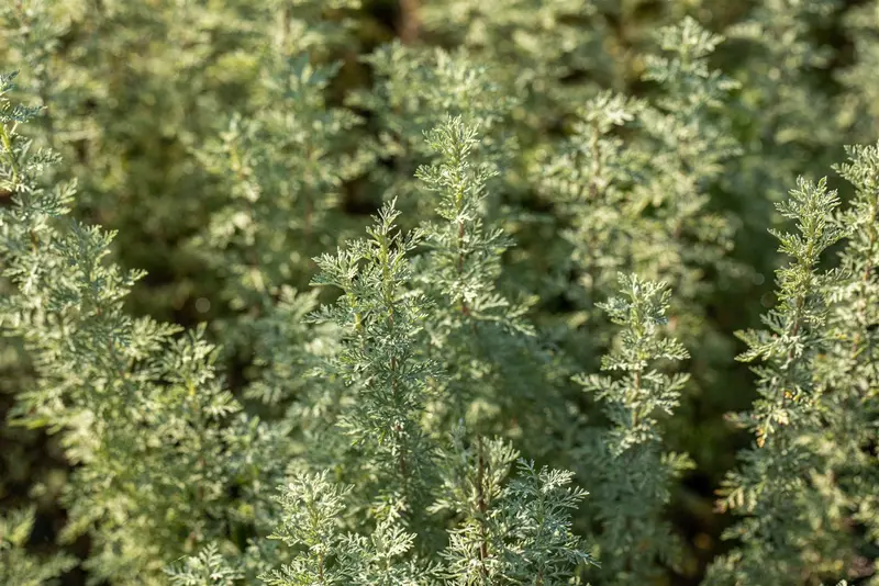 Artemisia absinthium C2 - afbeelding 3