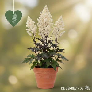 Artemisia lactiflora 'Guizhou' P9