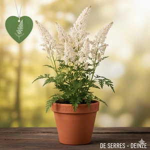 Artemisia lactiflora 'Weiße Dame' P9