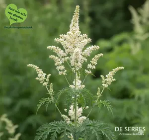 Artemisia lactiflora P9
