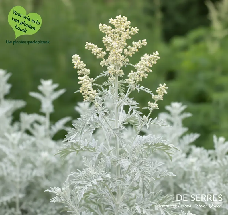 Artemisia ludoviciana 'Silver Queen' P9
