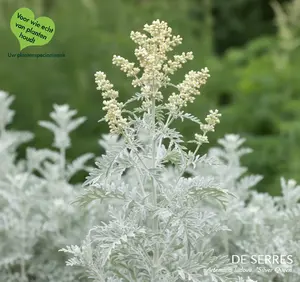 Artemisia ludoviciana 'Silver Queen' P9