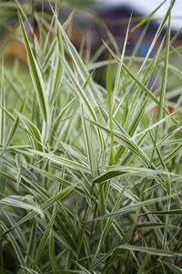 phalaris arundinacea P9 - afbeelding 2