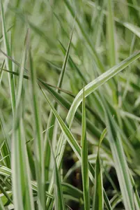 phalaris arundinacea P9 - afbeelding 3