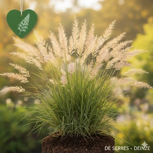 Calamagrostis arundinacea P11