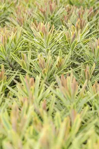 euphorbia hybr. 'ascot rainbow'® P9 - afbeelding 4