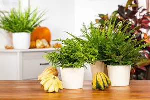 asplenium parvati - afbeelding 5
