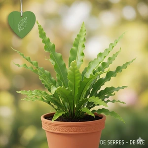 Asplenium scol. 'Undulatum' P9