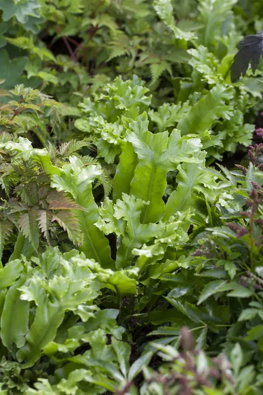 asplenium scolopendrium (phyllitis scol.) C2 - afbeelding 1