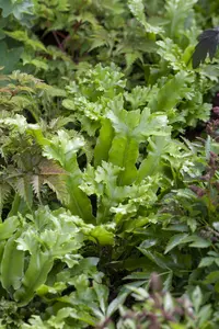 asplenium scolopendrium (phyllitis scol.) C2 - afbeelding 5