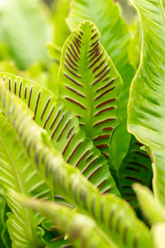 asplenium scolopendrium (phyllitis scol.) C2 - afbeelding 2