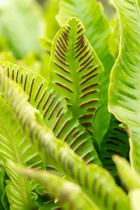 asplenium scolopendrium (phyllitis scol.) C2 - afbeelding 2