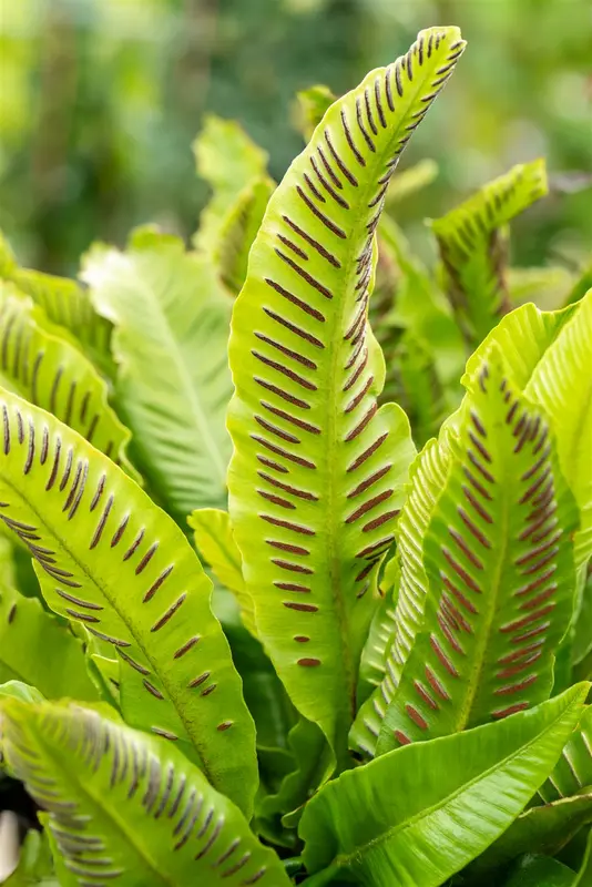 asplenium scolopendrium (phyllitis scol.) C2 - afbeelding 4