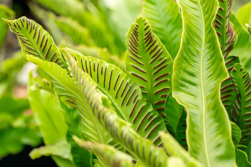 asplenium scolopendrium (phyllitis scol.) C2 - afbeelding 3