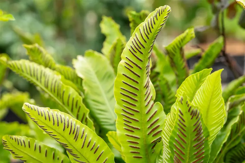 asplenium scolopendrium (phyllitis scol.) C2 - afbeelding 5
