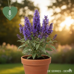 Agastache 'Astello Indigo'