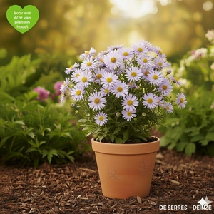 Aster ageratoides 'Ashvi' P9