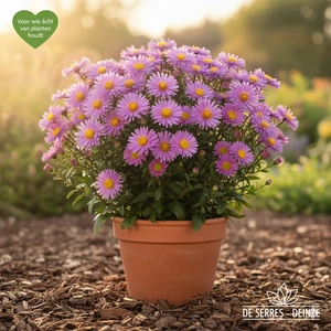 Aster ageratoides 'Ezo Murasaki' P9