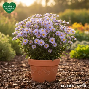 Aster ageratoides 'Stardust' P9