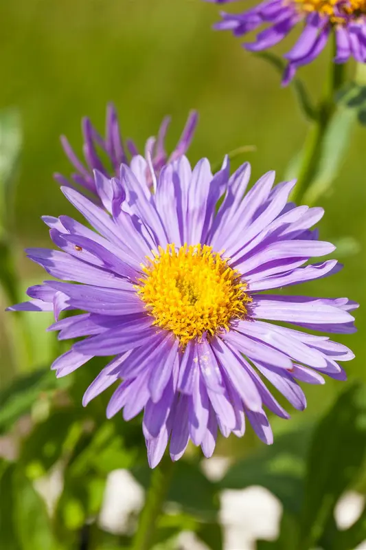 Aster alpinus 'Pinkie' P9 - afbeelding 2