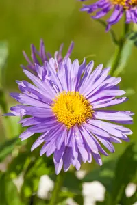 Aster alpinus 'Pinkie' P9 - afbeelding 2