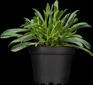 Aster alpinus 'Pinkie' P9 - afbeelding 1