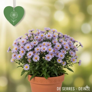Aster amellus 'Silbersee' P9