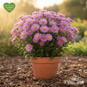 Aster amellus 'Sonora' P9