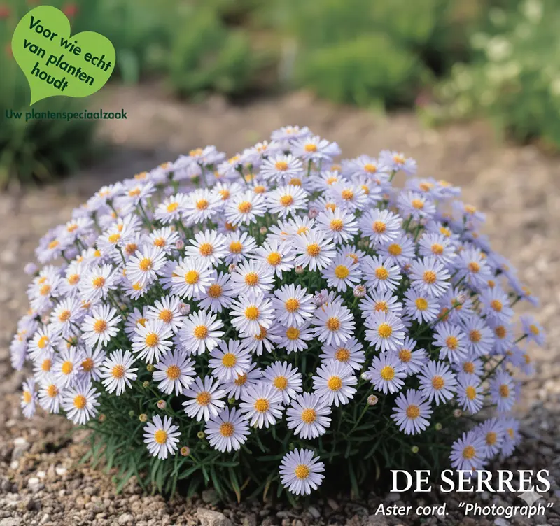 Aster cordifolius 'Photograph' P9