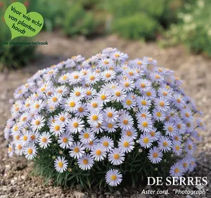 Aster cordifolius 'Photograph' P9