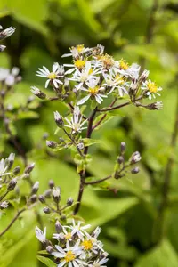 divaricatus - afbeelding 5