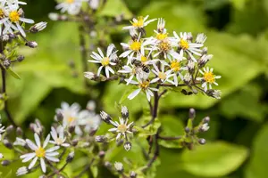 divaricatus - afbeelding 4