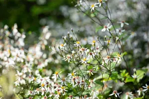 divaricatus - afbeelding 6
