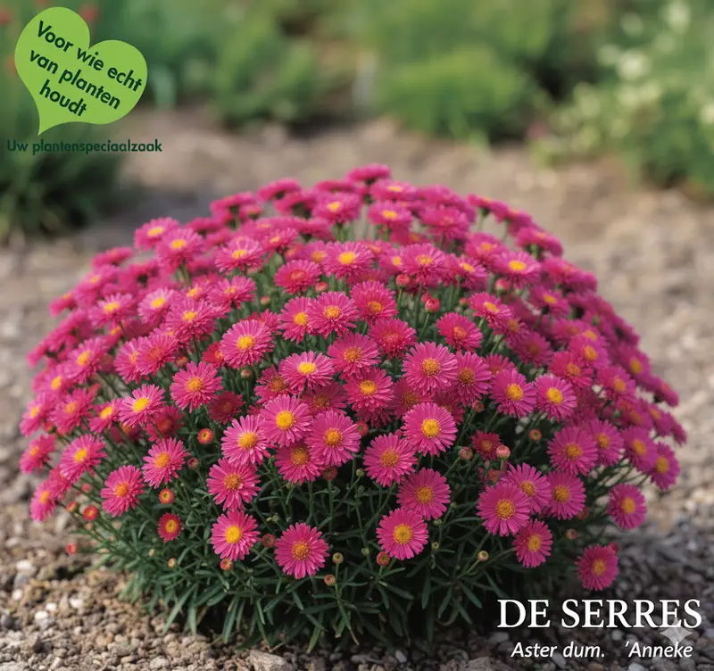 Aster dumosus 'Anneke' P9